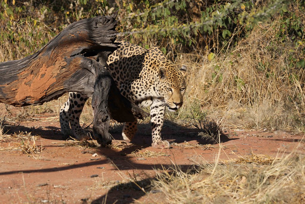 Namibia3202.jpg