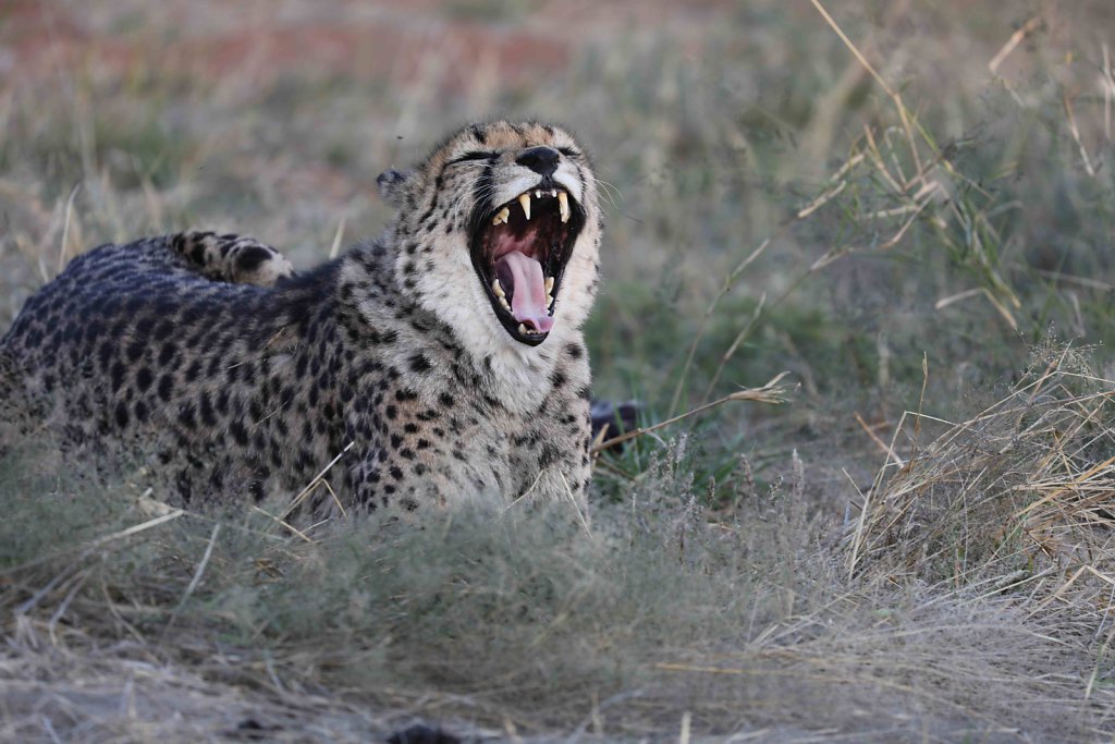 Namibia3257.jpg