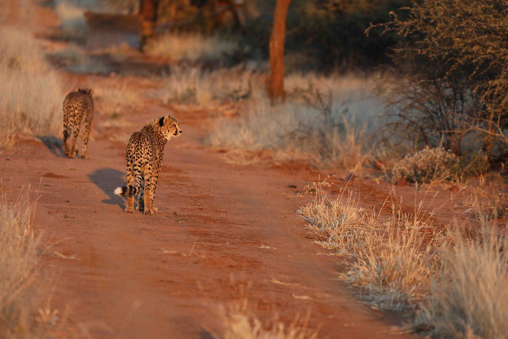 Namibia3378.jpg